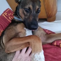 BLUE MA, chienne à adopter