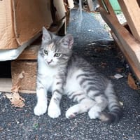 TOPI, chatte à adopter
