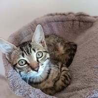TENOR, chat à adopter