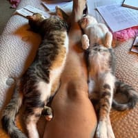 SUNNYetVIBES à l adoption, chatte à adopter