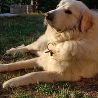 TAIYO, chien à adopter