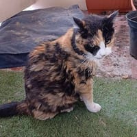 PEPPA, chatte à adopter