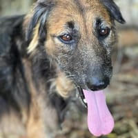 Bobby, chéri des îles, chien à adopter
