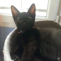 KURO, chat à adopter