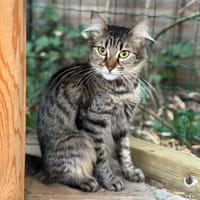 lyra, chatte à adopter