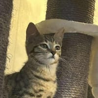 Kyubi, chat à adopter