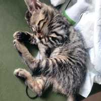 Chopin, chat à adopter