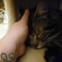 BALOO, chat à adopter