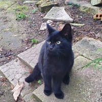 bidou, chatte à adopter