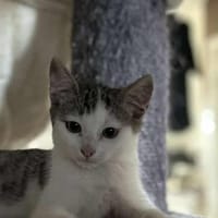 Kuma, chat à adopter