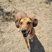 sandy, chienne à adopter