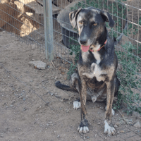 ted, chien à adopter