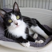 AUBADE, chatte à adopter