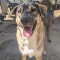 cassy, chienne à adopter