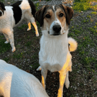 karmen, chienne à adopter