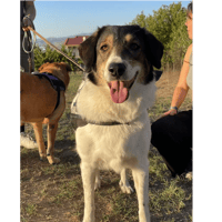 piper, chienne à adopter