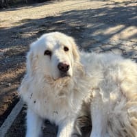 mr white, chien à adopter