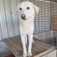 GIPSY cucciola bianca, cane femmina da adottare