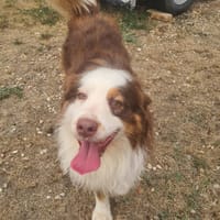 SNOOPY, chien à adopter