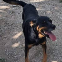 SANDRA adozione del cuore, cane femmina da adottare