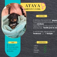 Ataya, la petite merveille, chienne à adopter
