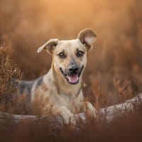 Kaya, teefjes ter adoptie