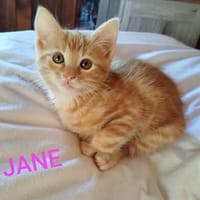 JANE, chatte à adopter