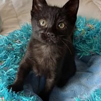 AVERELL  A réserver, chat à adopter