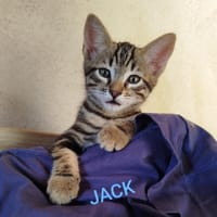 JACK, chat à adopter