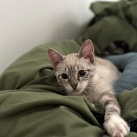 Primrose, chatte à adopter