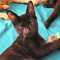 Aslo, chat à adopter