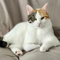 Vicky, chatte à adopter