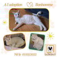 Bonhomme, chat à adopter