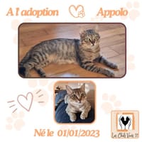Appolo, chat à adopter