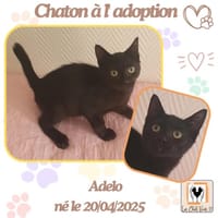 Adelo, chat à adopter