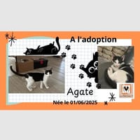 Agathe, chatte à adopter