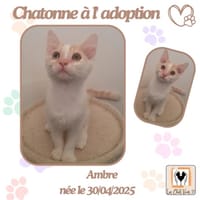 Ambre, chatte à adopter