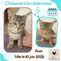 Ania, chatte à adopter