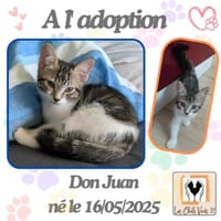 Don Juan, chat à adopter