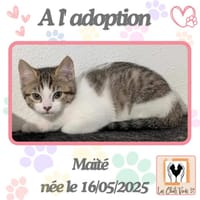 Maïté, chatte à adopter