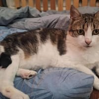 Mia, chatte à adopter