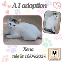 Xéna, chatte à adopter