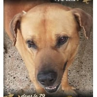 Drago, chien à adopter