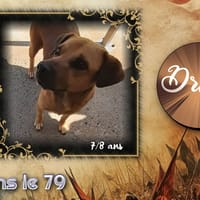 Drago, chien à adopter