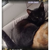 Poupette, chatte à adopter