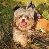 Rocky - Zuhause gesucht !, Hund zur Adoption