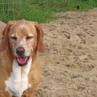 Vergessene Seele, Hund zur Adoption