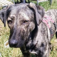 Rika, tolle Mädel sucht ihr Zuhause, Hündin zur Adoption