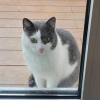 Flekica sucht ein Zuhause mit Freigang, Katze zur Adoption