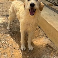 Liebe Giusy, Hündin zur Adoption
